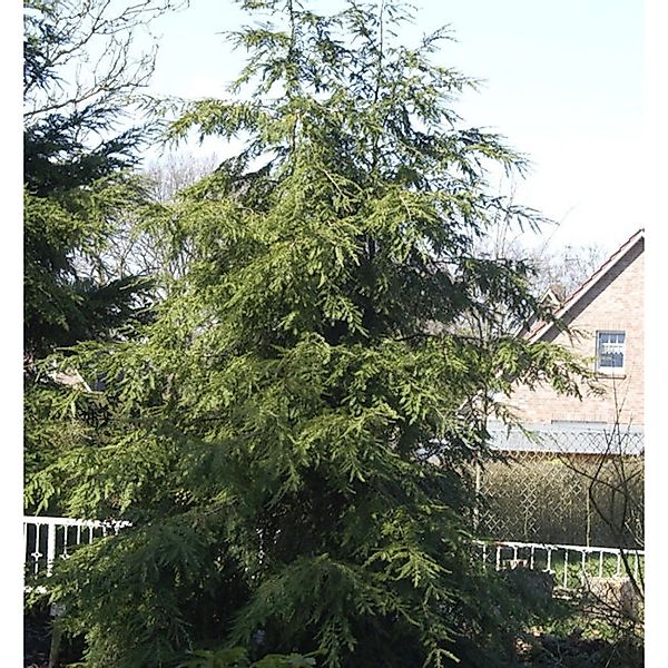 Kanadische Hemlocktanne 125-150cm - Tsuga canadensis günstig online kaufen