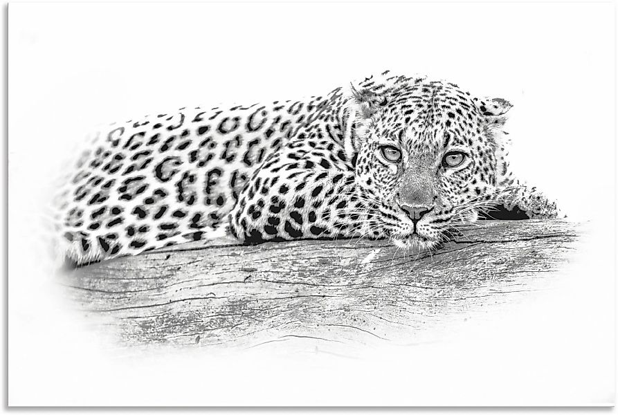 Artland Wandbild »Leopard High Key Optik«, Wildtiere, (1 St.), als Alubild, günstig online kaufen