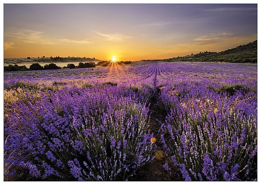 Wallario Glasbild, Sonnenuntergang über dem Lavendel, günstig online kaufen