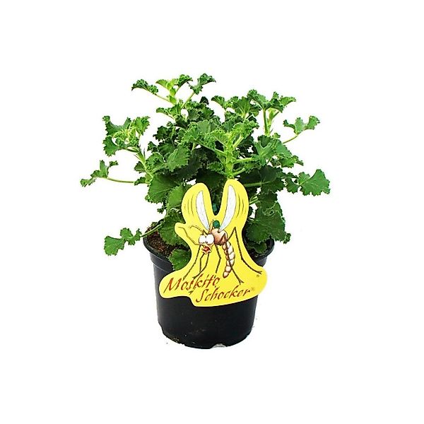 Exotenherz Moskito-Schocker Duftgeranie Pelargonium crispum Ideal zum Vertr günstig online kaufen