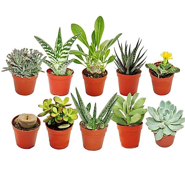 Exotenherz Kaktus 10 verschiedene Sukkulenten 5,5cm Topf im Set günstig online kaufen