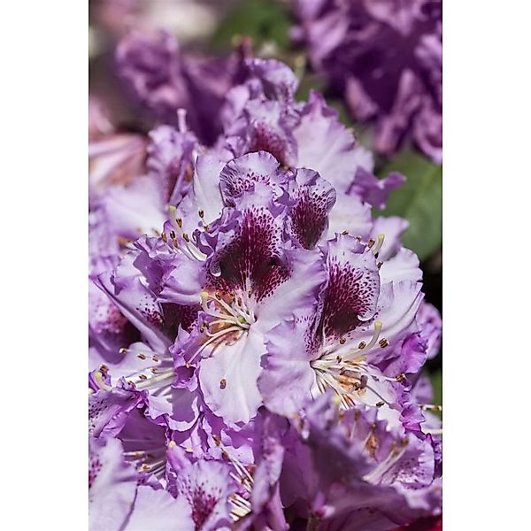 Rhododendron Hybr. Pfauenauge Inkarho Lila-Weiß 30–40 cm günstig online kaufen