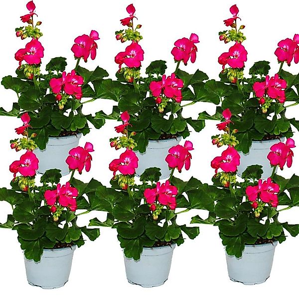 Exotenherz Geranien Stehend Pelargonium Zonale 12cm Topf Set mit 6 Pflanzen günstig online kaufen