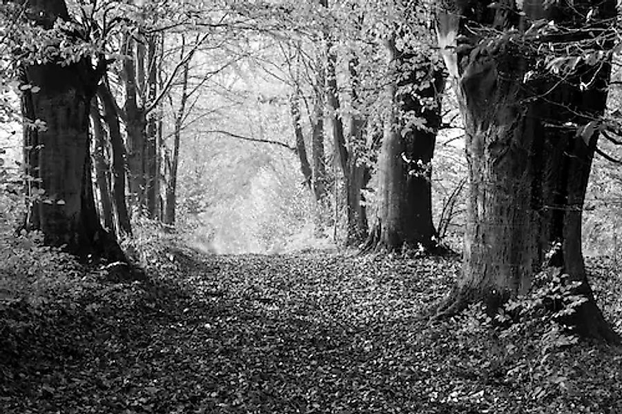 Papermoon Fototapete »Wald Schwarz & Weiß« günstig online kaufen