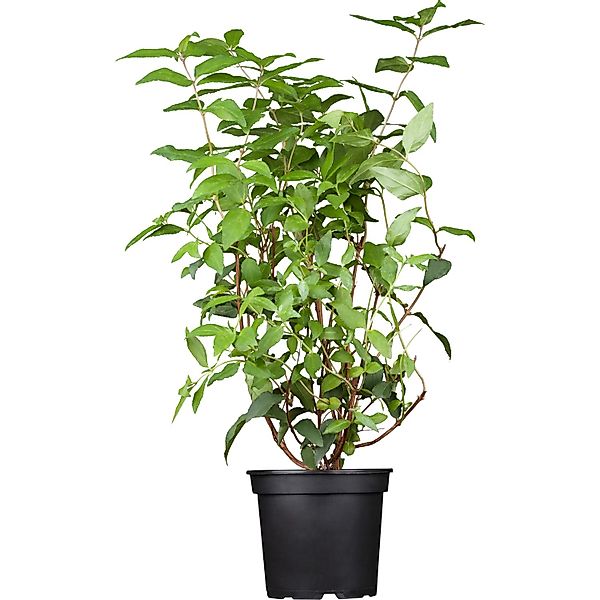 GROW by OBI Gefüllter Sternchenstrauch Plena Weiß ca. 60 - 80 cm Topf ca. 5 günstig online kaufen