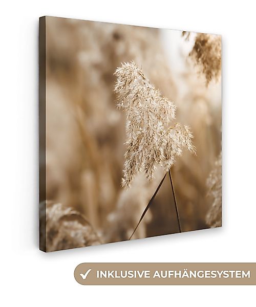OneMillionCanvasses® Leinwandbild Schilfrohr - Pflanze - günstig online kaufen