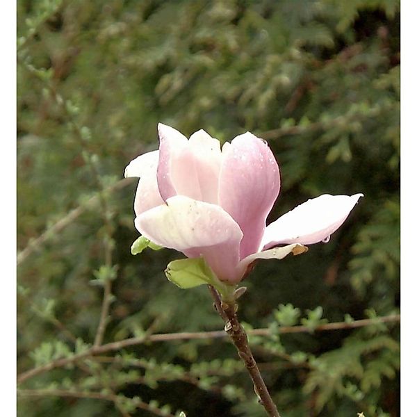 Magnolie Coral Lake 60-80cm - Magnolia Coral Lake günstig online kaufen