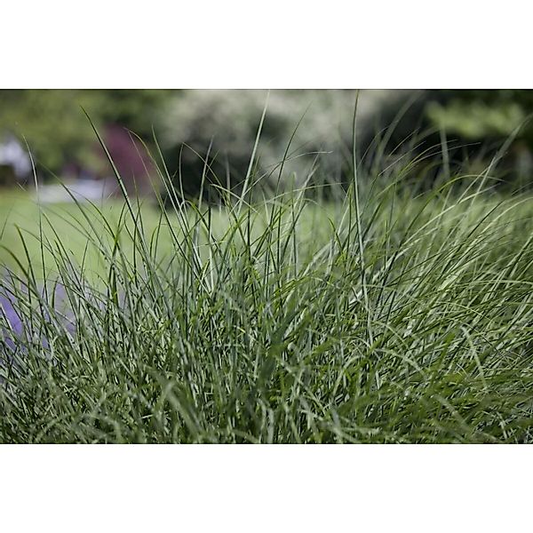 Deschampsia Cespitosa Schottland Schmiele Ca. 9x9 cm Topf günstig online kaufen
