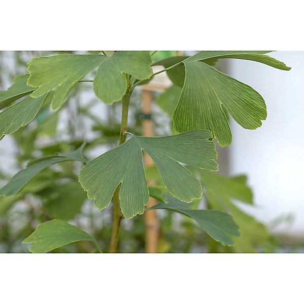 Ginkgo Biloba Princeton Sentry Fächerblattbaum 80–100 cm günstig online kaufen