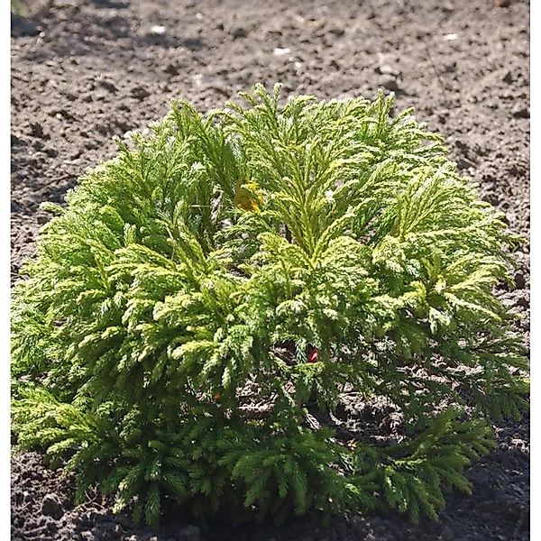 Japanische Zwergsicheltanne Green Pearl 10-15cm - Cryptomeria japonica günstig online kaufen
