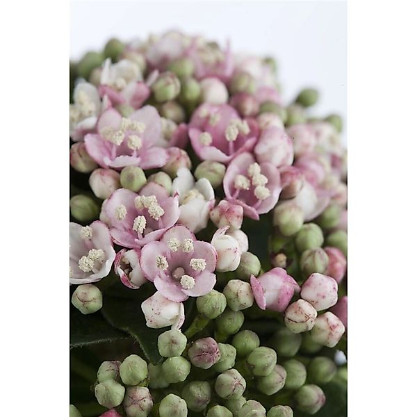 Viburnum Tinus Eve Price Lorbeer-Schneeball Immergrün 40–60 cm günstig online kaufen