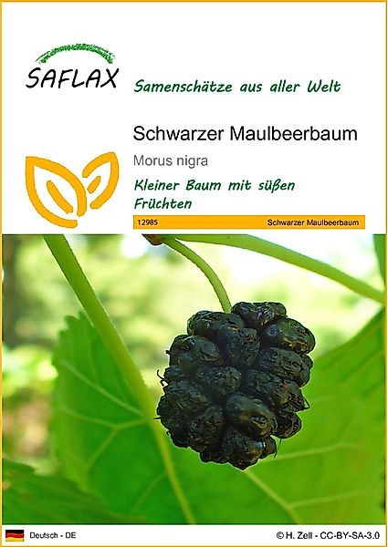 SAFLAX Blumensamen SAFLAX - Samen - günstig online kaufen