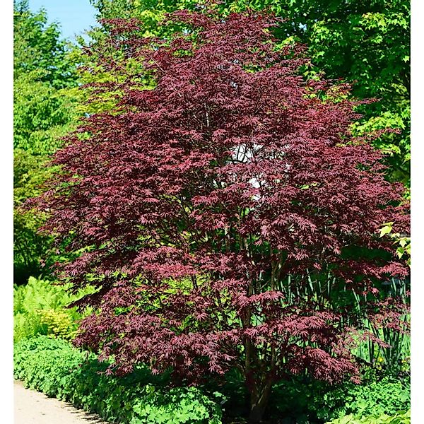 Fächerahorn Brands Dwarf 40-60cm - Acer palmatum günstig online kaufen