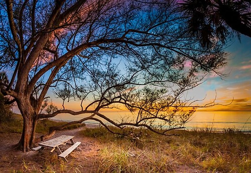 Papermoon Fototapete »BAUM AM STRAND-MEER OZEAN BLUMEN SONNE WIESE FLORIDA« günstig online kaufen