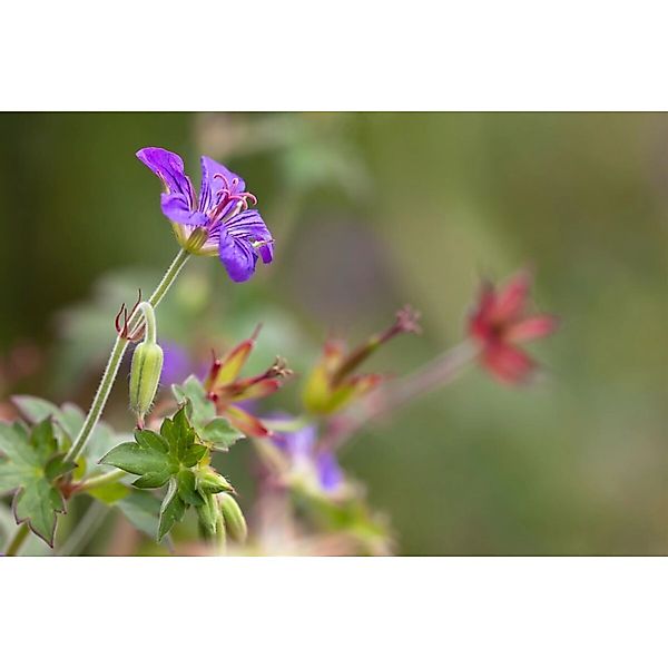 Geranium Wlassovianum Ca. 9x9 cm Topf günstig online kaufen