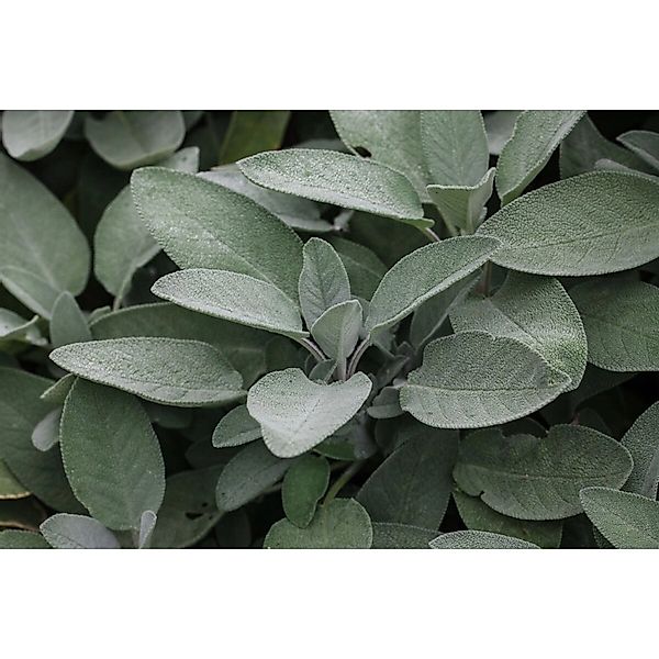 Salvia Officinalis Würzburg Echter Salbei Ca. 9x9 cm Topf günstig online kaufen