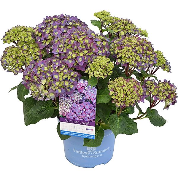 Hortensie Endless Summer Höhe ca. 30 - 40 cm Topf ca. 5 l Hydrangea günstig online kaufen