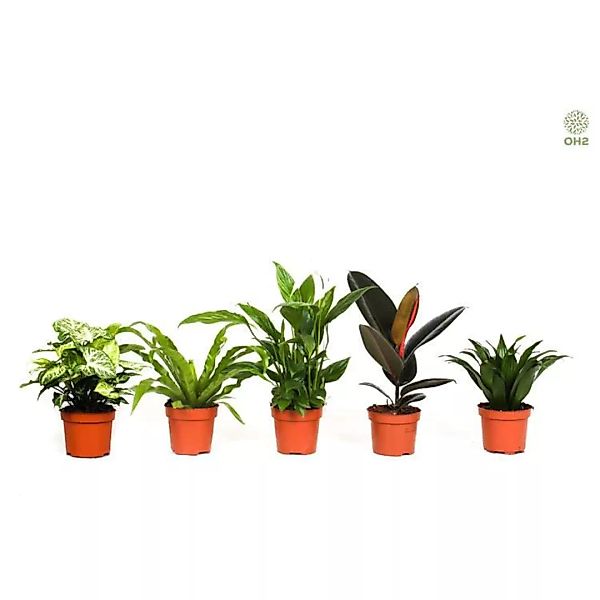 OH2 | Set mit 5 Luftreinigungspflanzen Robusta günstig online kaufen