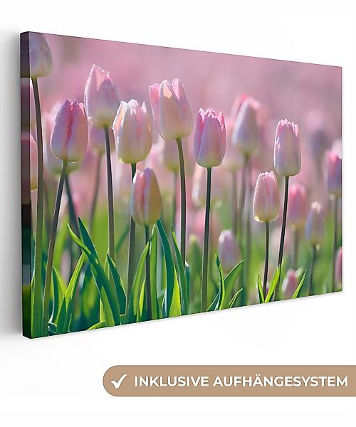 OneMillionCanvasses® Leinwandbild Rosa Tulpen im Frühling, günstig online kaufen