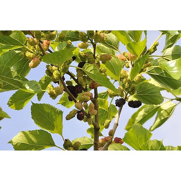 Pflanzen für Dich Gehölze Morus nigra, 1 St., Schwarze Maulbeere, Maulbeerb günstig online kaufen