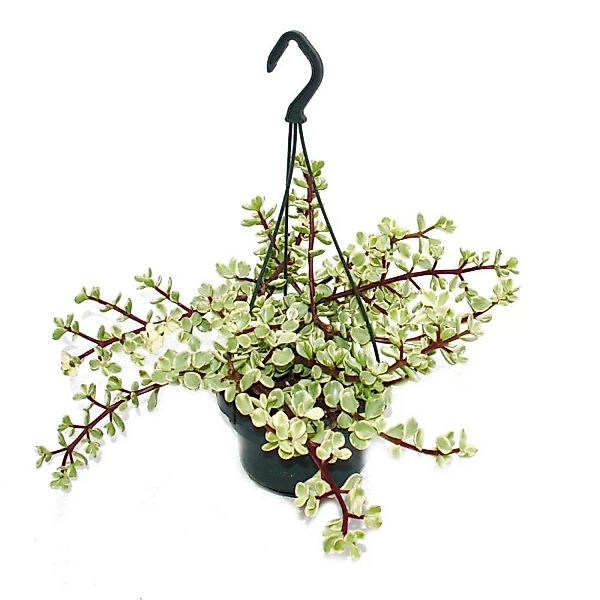Exotenherz Zimmerpflanze Zum Hängen Portulacaria Afra Var. Jadebaum 14cm Am günstig online kaufen