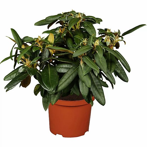 OBI Yaku-Rhododendron Kalinka Rosa Höhe ca. 20 - 30 cm Topf ca. 5 l Rhodode günstig online kaufen