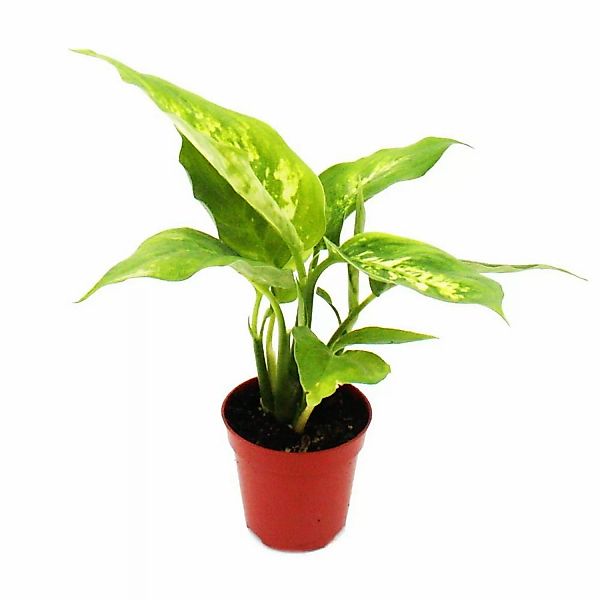 Exotenherz Minipflanze Dieffenbachia Dieffenbachie Ideal für Kleine Schalen günstig online kaufen