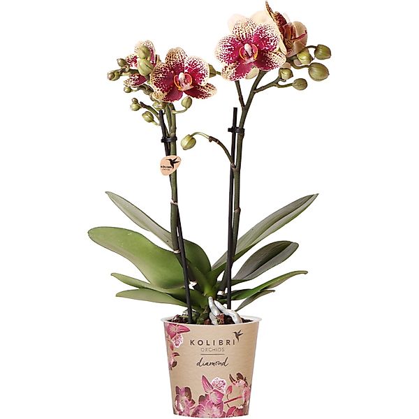 Schmetterlingsorchidee Spain Höhe ca. 35-40 cm Topf-Ø ca. 9 cm Phalaenopsis günstig online kaufen