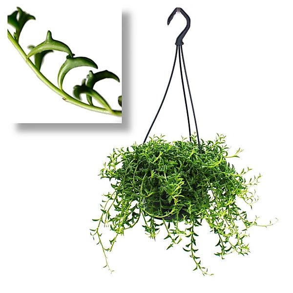 Exotenherz Senecio Peregrinus Delphin-Pflanze Delfinhalskette Sukkulente Am günstig online kaufen