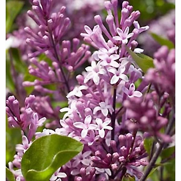 Zwergflieder Meyers Palibin 60-80cm - Syringa meyeri günstig online kaufen