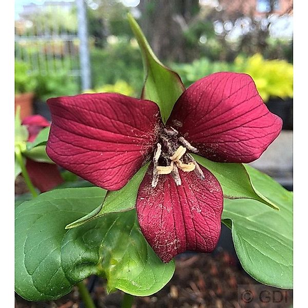 Aufrechte Waldlilie - Trillium erectum günstig online kaufen