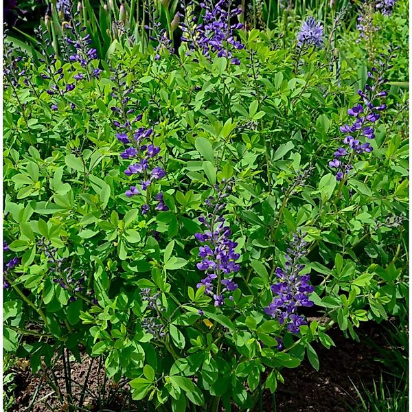Australische Färberhülse Indigo Spires - Baptisia australis günstig online kaufen