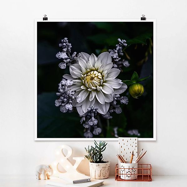 Poster Blumen - Quadrat Weiße Dahlie günstig online kaufen