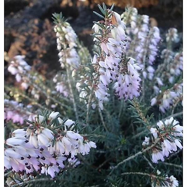 10x Winterheide Rosario - Erica carnea günstig online kaufen