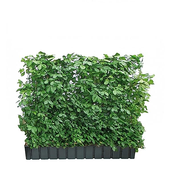 Hecke am laufenden Meter Spindelstrauch 100-120 cm günstig online kaufen