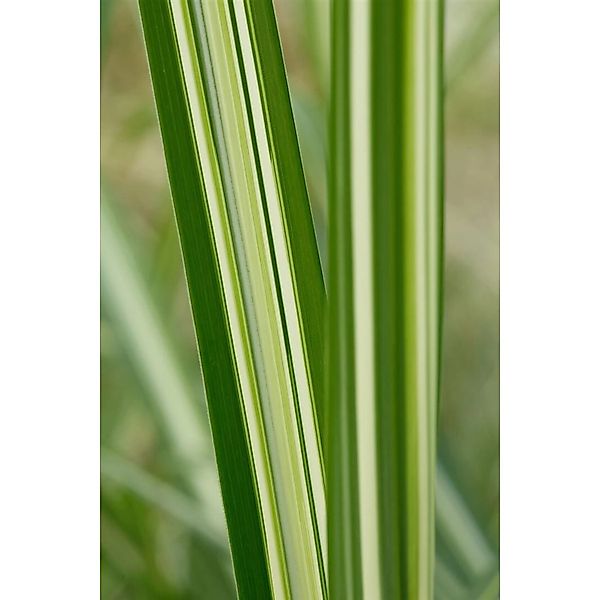 Miscanthus Sinensis Silberwolke Chinaschilf 3-5 Liter Container günstig online kaufen