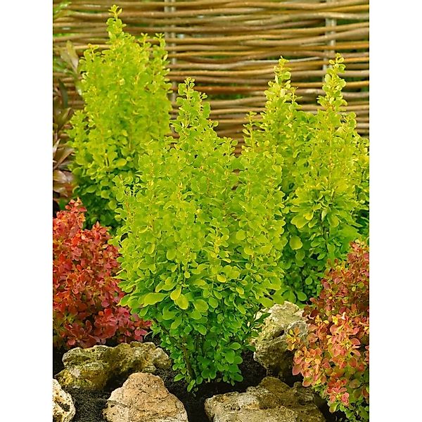 Berberis Thunbergii Golden Rocket Heckenberberitze Gelb 30–40 cm günstig online kaufen