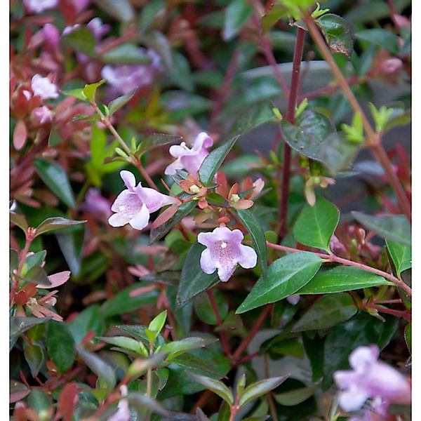 Abelia Edward Goucher 60-80cm - Abelia grandiflora günstig online kaufen