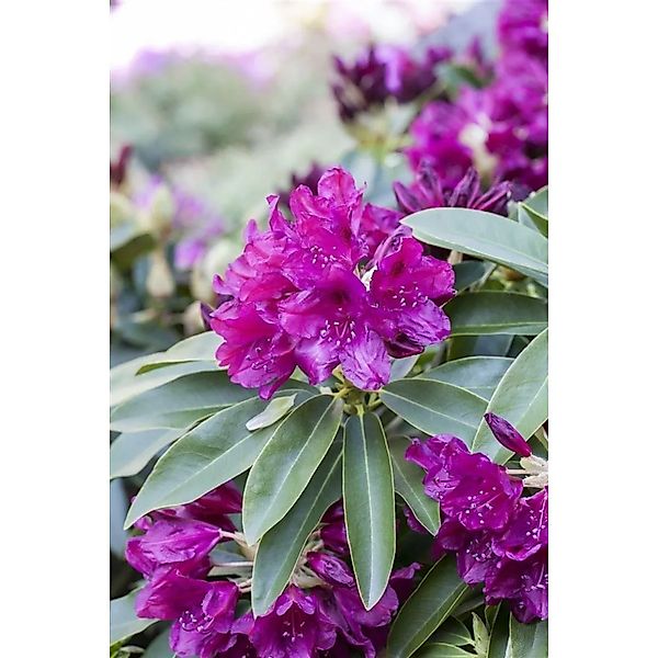 Rhododendron Hybr. Old Port Rhododendron Purpurrot 100–120 cm günstig online kaufen
