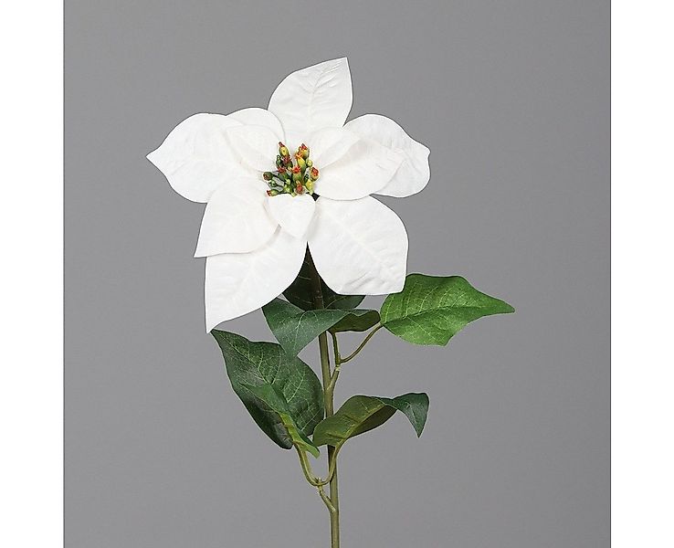 Kunstpflanze DPI Poinsettia creme 55 cm, DPI günstig online kaufen