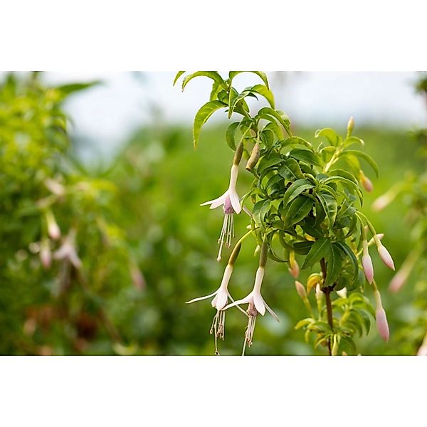 Fuchsia Magellanica Var.alba Scharlachfuchsie Ca. 11x11 cm Topf günstig online kaufen