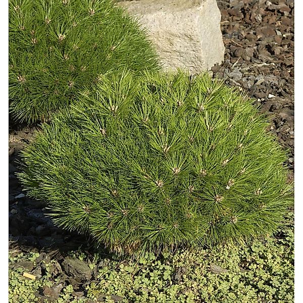 Schwarzkiefer Brepo 20 -25cm- Pinus nigra günstig online kaufen