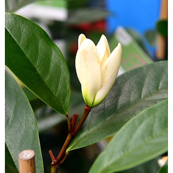 Magnolie Honey Tulip 125-150cm - Magnolia günstig online kaufen