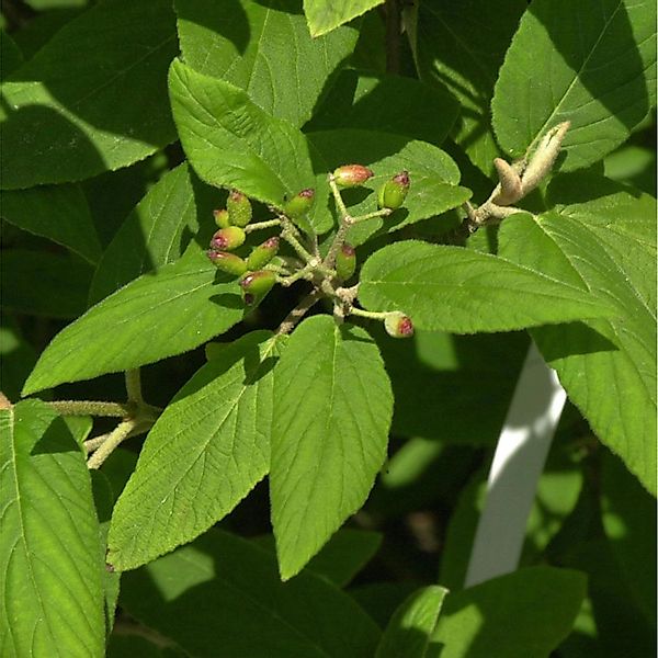 Buddlejablättriger Schneeball 30-40cm - Viburnum buddleifolium günstig online kaufen