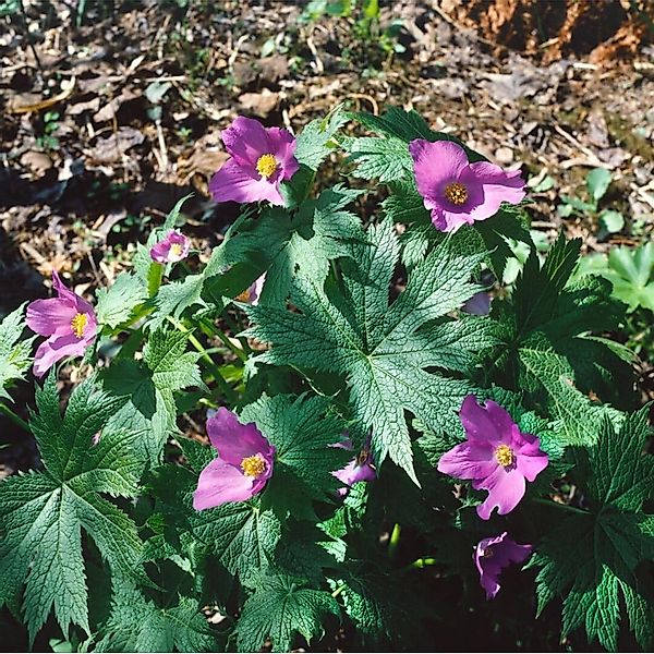 Glaucidium Palmatum Japanischer Waldmohn Ca. 11x11 cm Topf günstig online kaufen