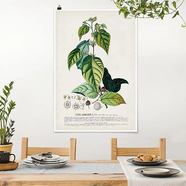 Poster Vintage Botanik Illustration Kakao günstig online kaufen