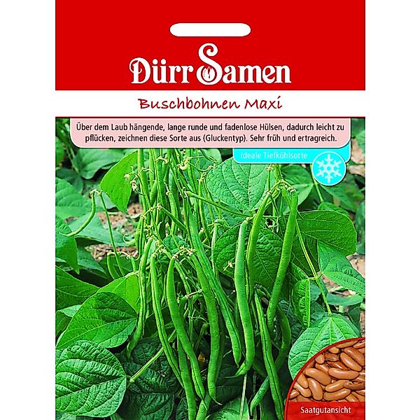 Dürr Samen Buschbohnen Maxi Saatgut günstig online kaufen