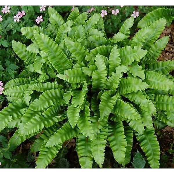 Hirschzungenfarn Crispa - Asplenium scolopendrium günstig online kaufen