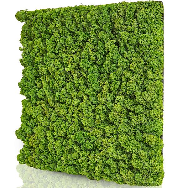 naturewalls Wandpaneel Moospaneele Flex 50x50 - günstig online kaufen