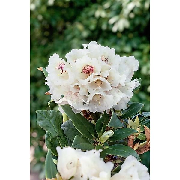 Rhododendron Taliense Weiß 30–40 cm günstig online kaufen
